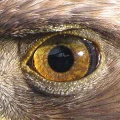 EagleEye.png